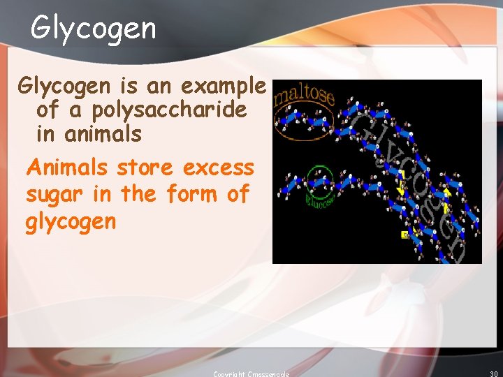Glycogen is an example of a polysaccharide in animals Animals store excess sugar in