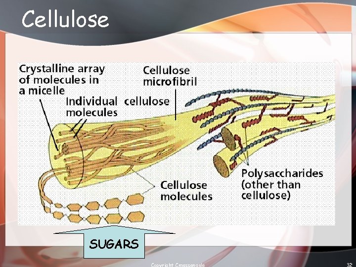 Cellulose SUGARS Copyright Cmassengale 32 