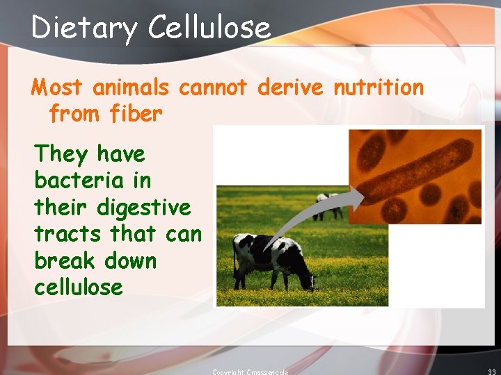 Dietary Cellulose Most animals cannot derive nutrition from fiber They have bacteria in their