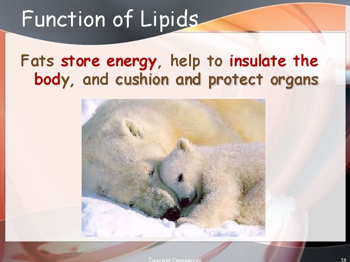 Function of Lipids Fats store energy, help to insulate the body, and cushion and