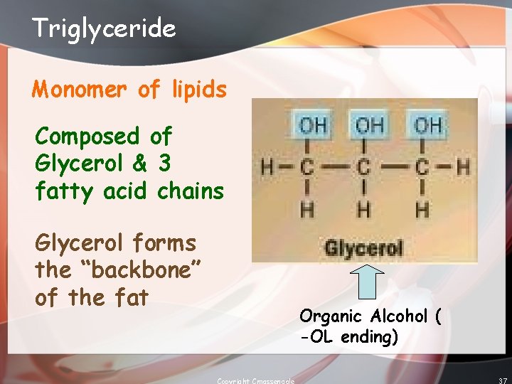 Triglyceride Monomer of lipids Composed of Glycerol & 3 fatty acid chains Glycerol forms