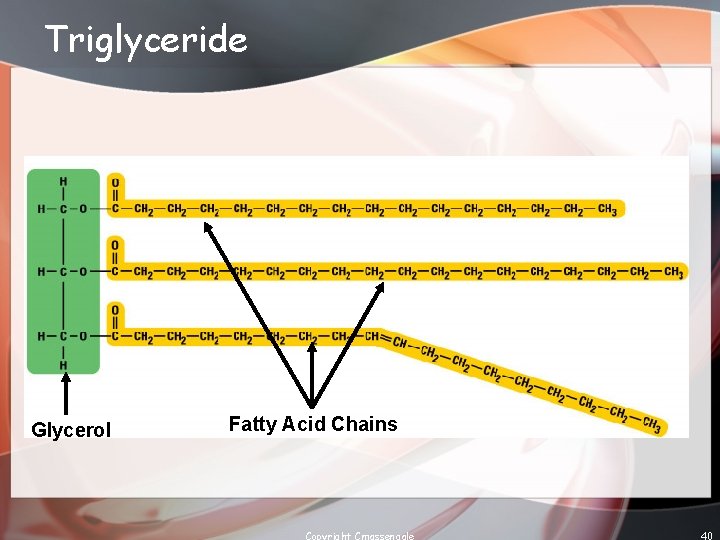 Triglyceride Glycerol Fatty Acid Chains Copyright Cmassengale 40 