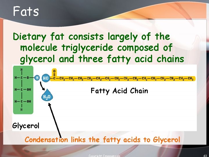 Fats Dietary fat consists largely of the molecule triglyceride composed of glycerol and three