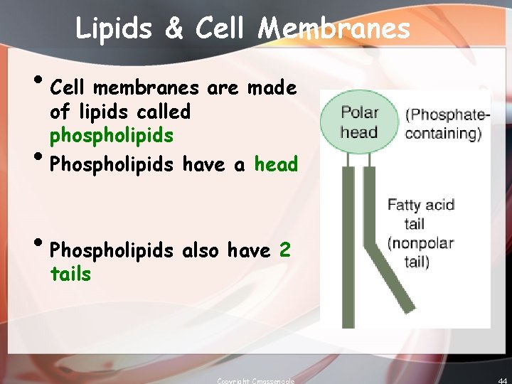 Lipids & Cell Membranes • Cell membranes are made • of lipids called phospholipids