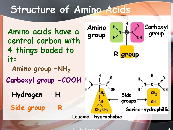 Structure of Amino Acids Amino acids have a central carbon with 4 things boded