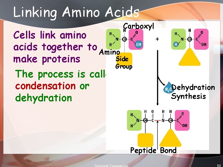 Linking Amino Acids Carboxyl Cells link amino acids together to Amino Side make proteins