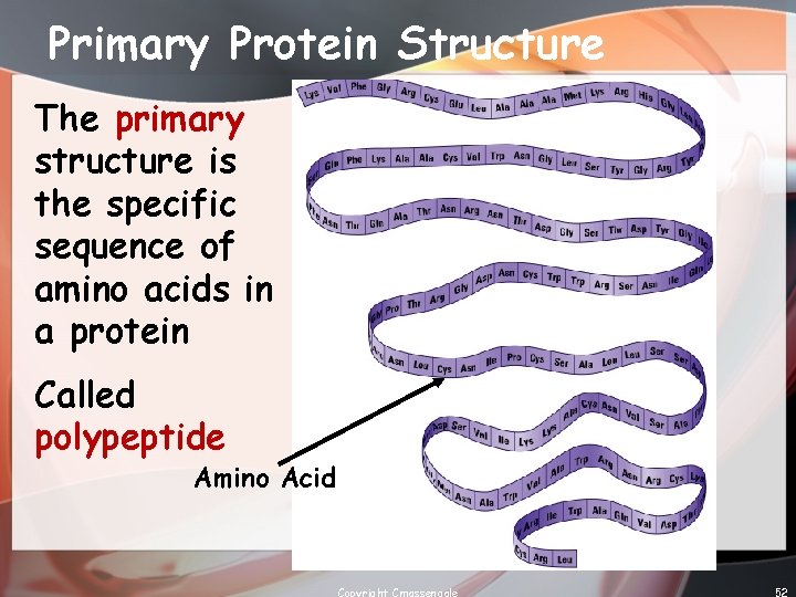 Primary Protein Structure The primary structure is the specific sequence of amino acids in