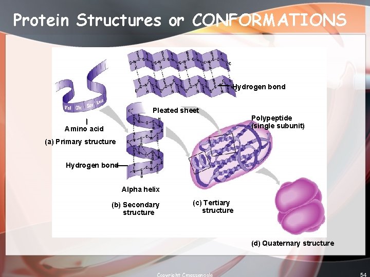 Protein Structures or CONFORMATIONS Hydrogen bond Pleated sheet Amino acid Polypeptide (single subunit) (a)