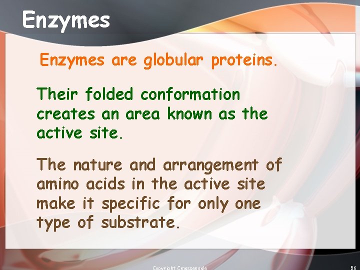 Enzymes are globular proteins. Their folded conformation creates an area known as the active