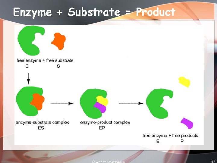 Enzyme + Substrate = Product Copyright Cmassengale 57 