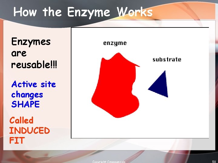 How the Enzyme Works Enzymes are reusable!!! Active site changes SHAPE Called INDUCED FIT