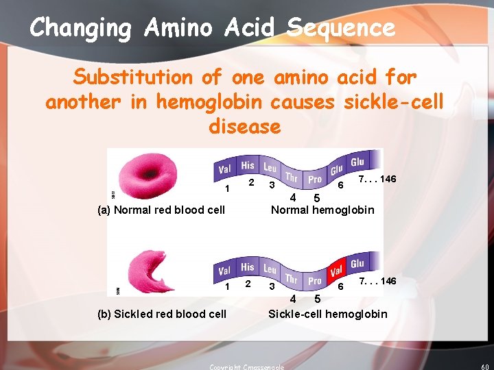 Changing Amino Acid Sequence Substitution of one amino acid for another in hemoglobin causes