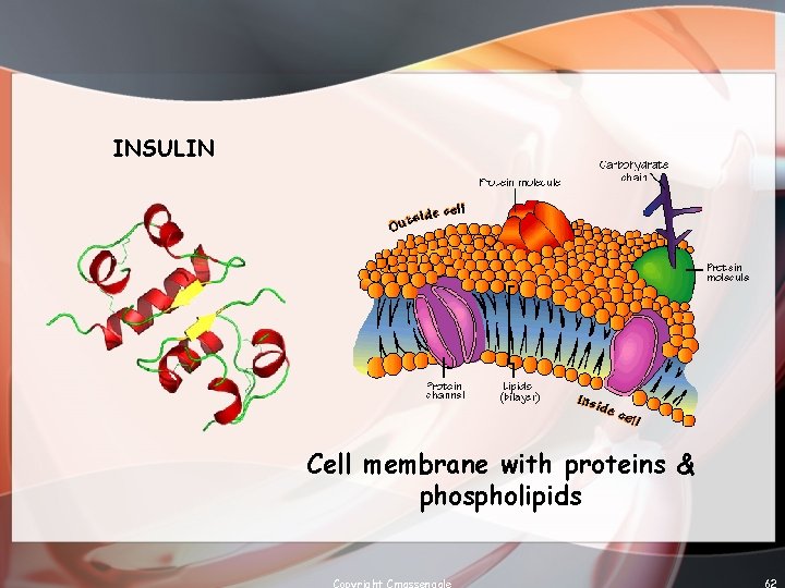 INSULIN Cell membrane with proteins & phospholipids Copyright Cmassengale 62 