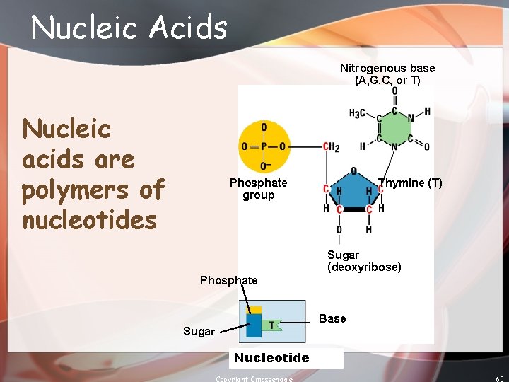 Nucleic Acids Nitrogenous base (A, G, C, or T) Nucleic acids are polymers of