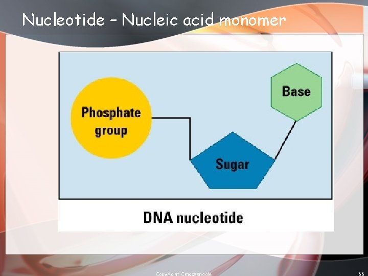 Nucleotide – Nucleic acid monomer Copyright Cmassengale 66 