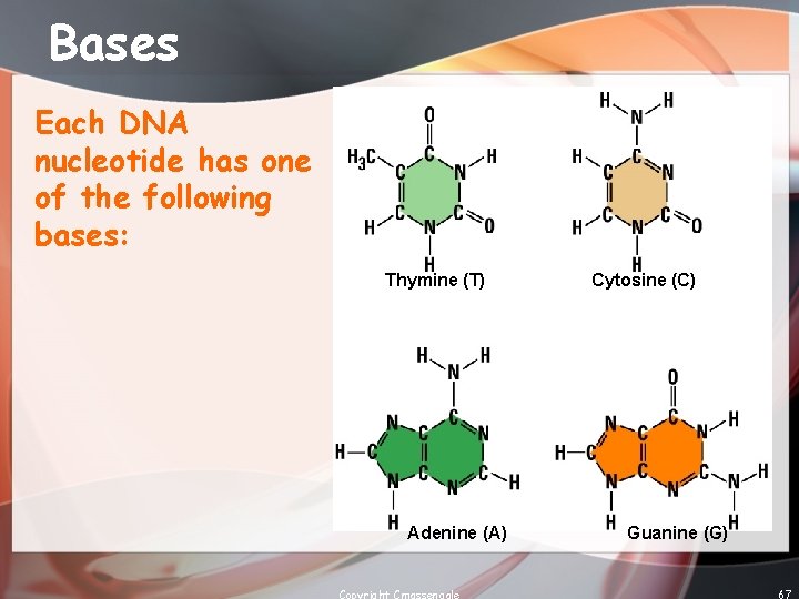 Bases Each DNA nucleotide has one of the following bases: Thymine (T) Adenine (A)