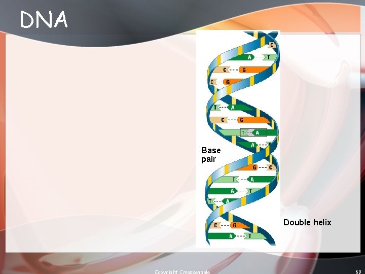 DNA Base pair Double helix Copyright Cmassengale 69 