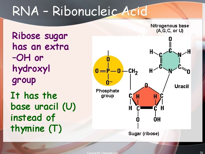 RNA – Ribonucleic Acid Nitrogenous base (A, G, C, or U) Ribose sugar has