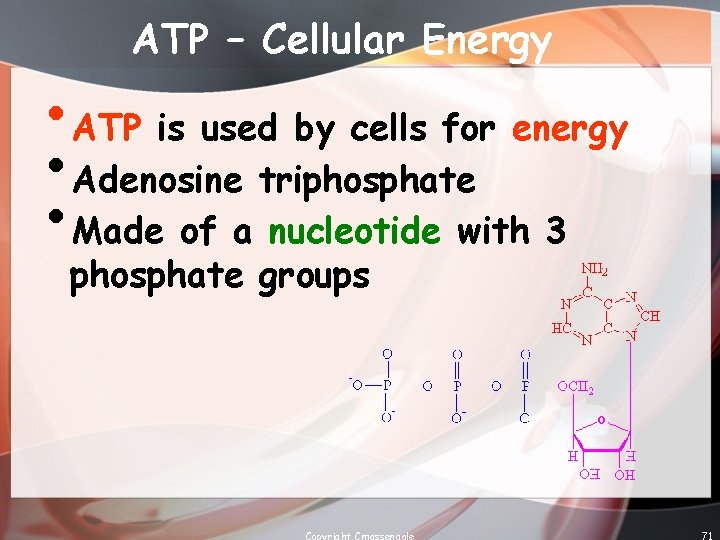 ATP – Cellular Energy • ATP is used by cells for energy • Adenosine