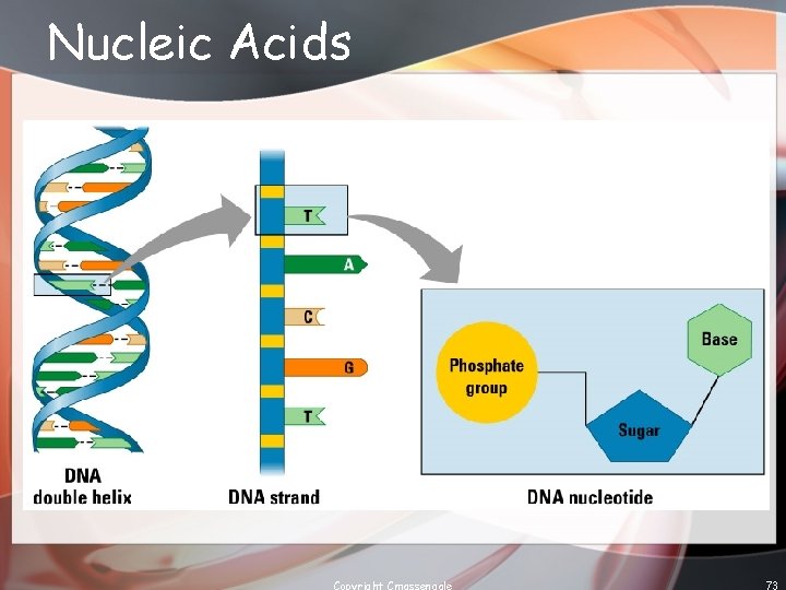 Nucleic Acids Copyright Cmassengale 73 