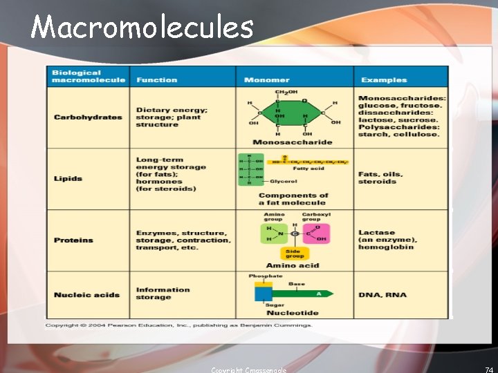 Macromolecules Copyright Cmassengale 74 