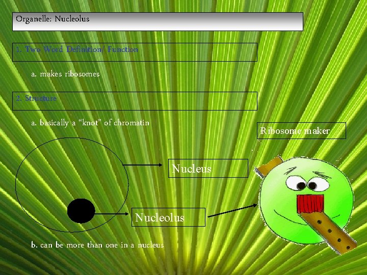 Organelle: Nucleolus 1. Two Word Definition/ Function a. makes ribosomes 2. Structure a. basically