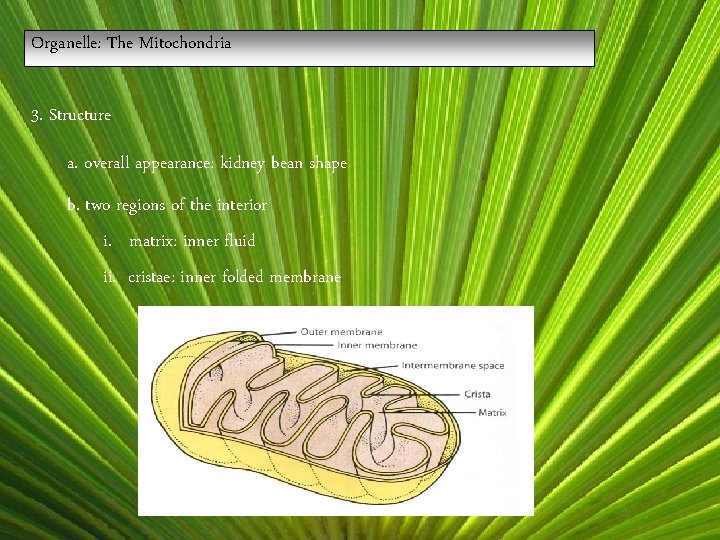 Organelle: The Mitochondria 3. Structure a. overall appearance: kidney bean shape b. two regions