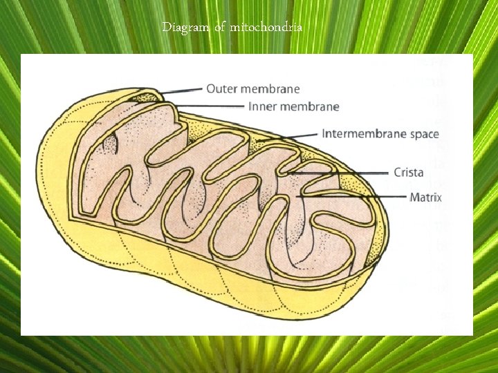 Diagram of mitochondria 