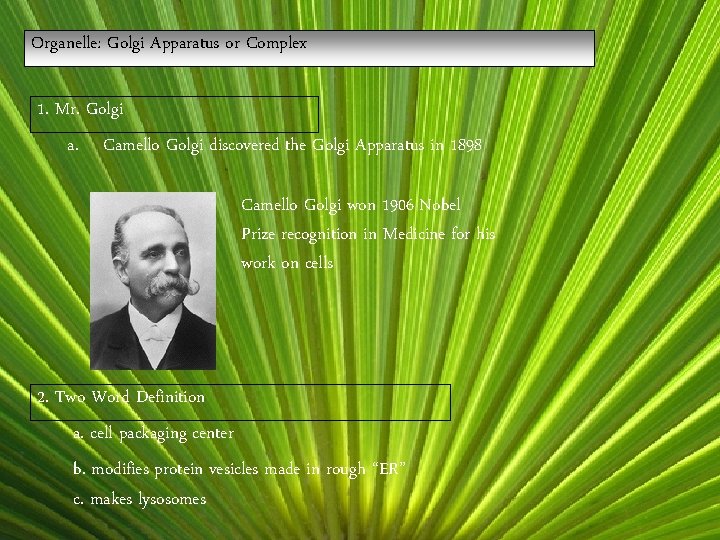 Organelle: Golgi Apparatus or Complex 1. Mr. Golgi a. Camello Golgi discovered the Golgi