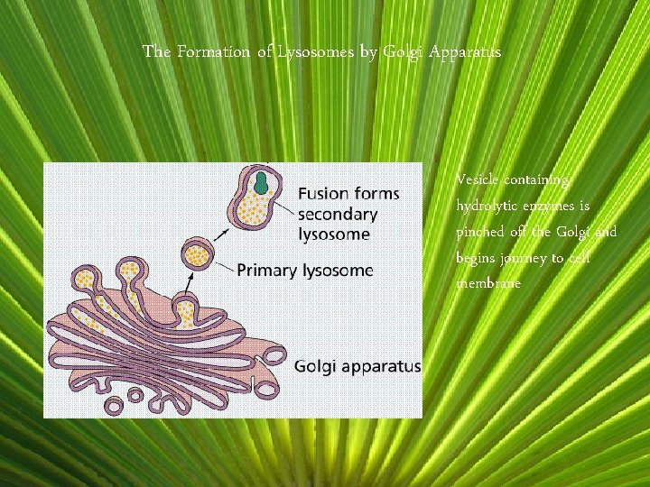 The Formation of Lysosomes by Golgi Apparatus Vesicle containing hydrolytic enzymes is pinched off