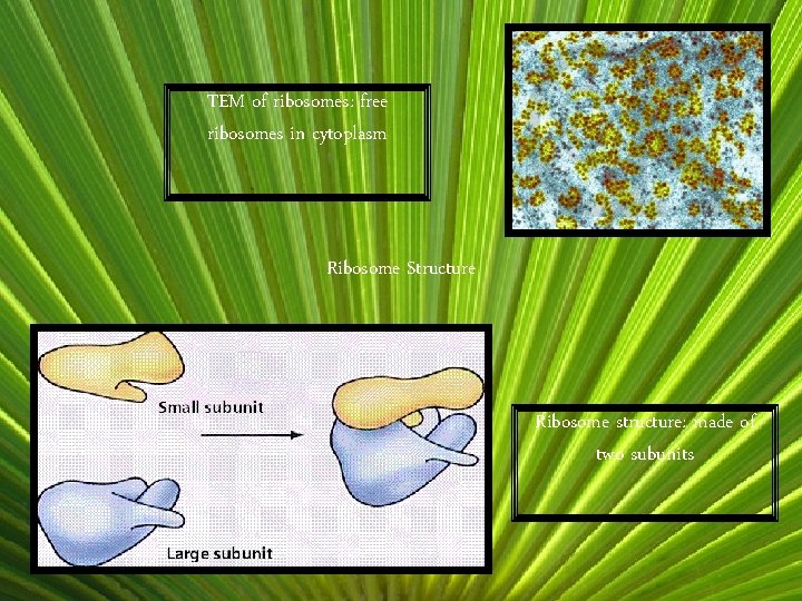 TEM of ribosomes: free ribosomes in cytoplasm Ribosome Structure Ribosome structure: made of two
