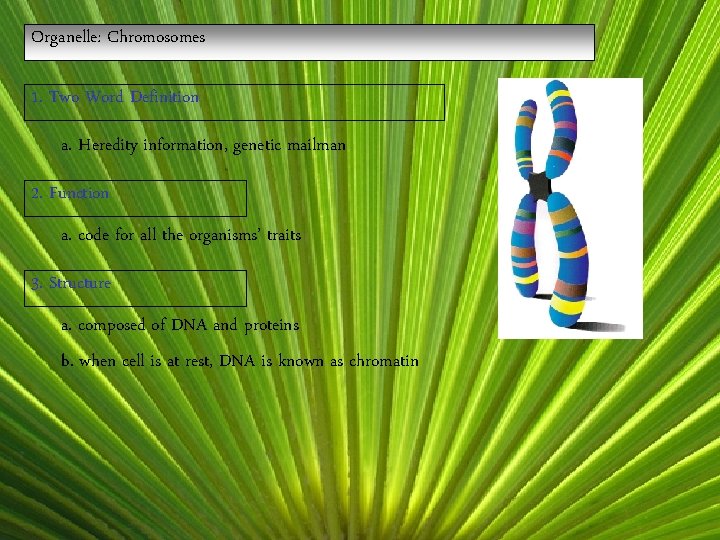 Organelle: Chromosomes 1. Two Word Definition a. Heredity information, genetic mailman 2. Function a.