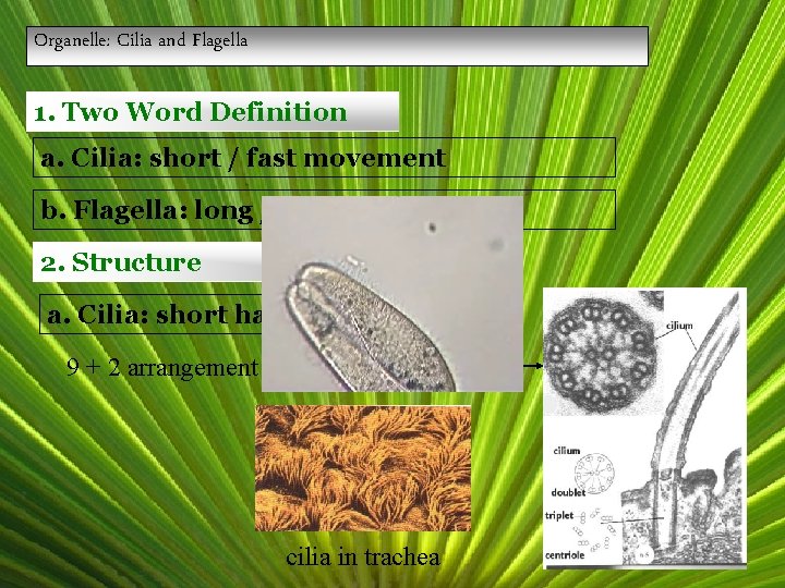 Organelle: Cilia and Flagella 1. Two Word Definition a. Cilia: short / fast movement