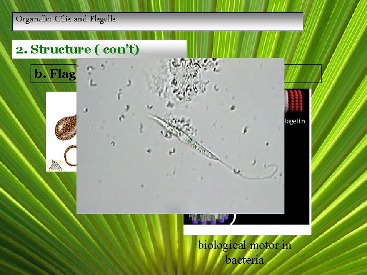 Organelle: Cilia and Flagella 2. Structure ( con’t) b. Flagella: long hair-like structures biological