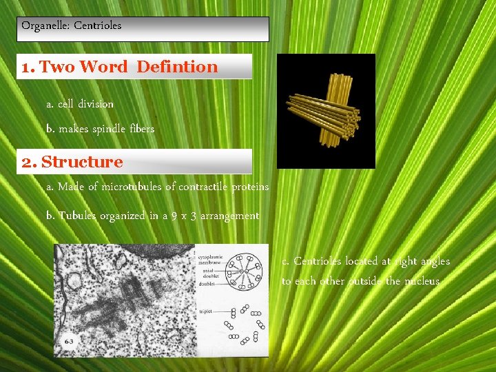 Organelle: Centrioles 1. Two Word Defintion a. cell division b. makes spindle fibers 2.