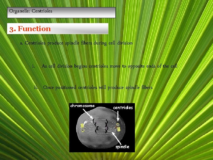 Organelle: Centrioles 3. Function a. Centrioles produce spindle fibers during cell division i. As