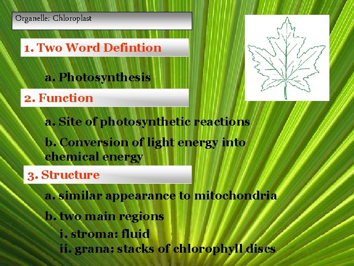 Organelle: Chloroplast 1. Two Word Defintion a. Photosynthesis 2. Function a. Site of photosynthetic