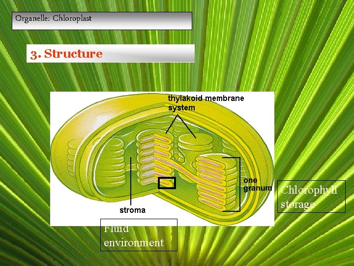 Organelle: Chloroplast 3. Structure Chlorophyll storage Fluid environment 