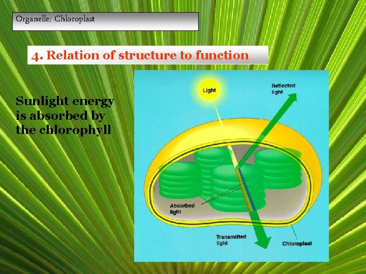 Organelle: Chloroplast 4. Relation of structure to function Sunlight energy is absorbed by the