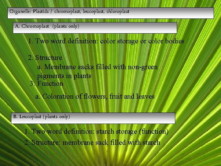 Organelle: Plastids / chromoplast, leucoplast, chloroplast A. Chromoplast (plants only) 1. Two word definition: