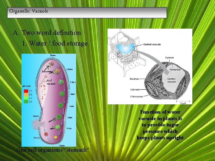 Organelle: Vacuole A. Two word definition 1. Water / food storage Function of water