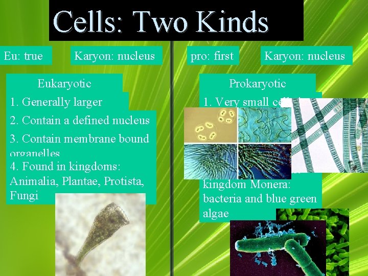 Cells: Two Kinds Eu: true Karyon: nucleus Eukaryotic 1. Generally larger 2. Contain a