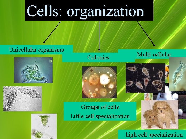 Cells: organization Unicellular organisms Multi-cellular Colonies Groups of cells Little cell specialization high cell
