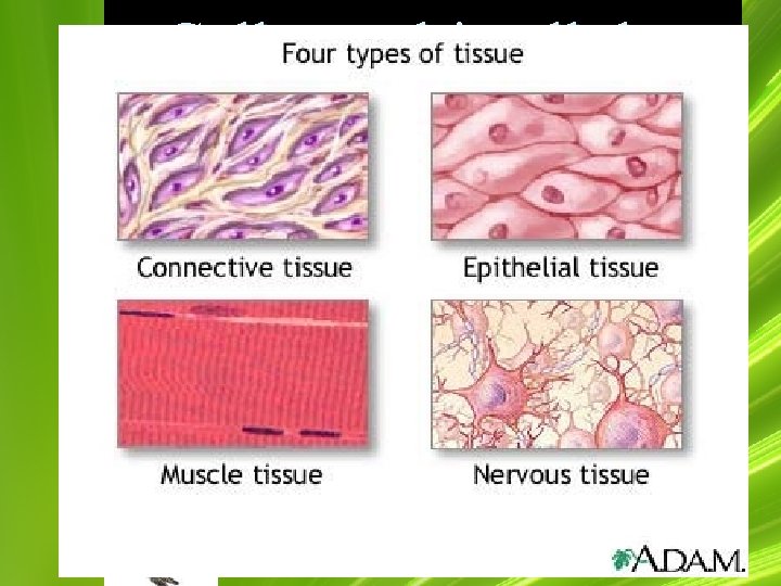 Cells: multi-cellular organization cells tissues organs systems 