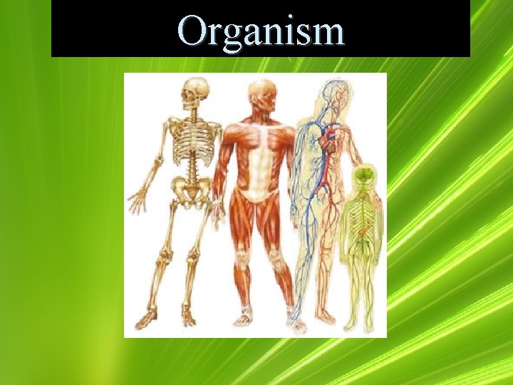 Organism 