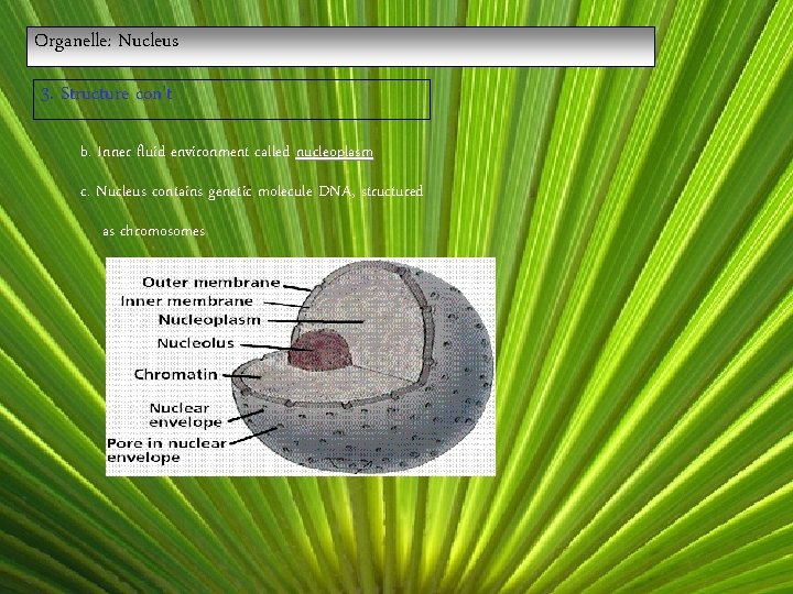 Organelle: Nucleus 3. Structure con’t b. Inner fluid environment called nucleoplasm c. Nucleus contains