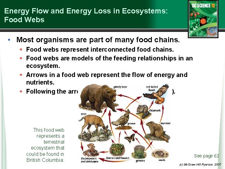 Energy Flow and Energy Loss in Ecosystems: Food Webs • Most organisms are part