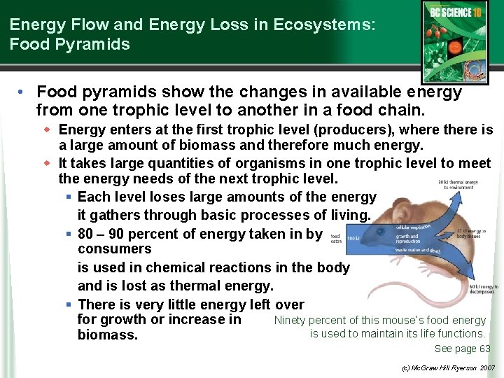 Energy Flow and Energy Loss in Ecosystems: Food Pyramids • Food pyramids show the