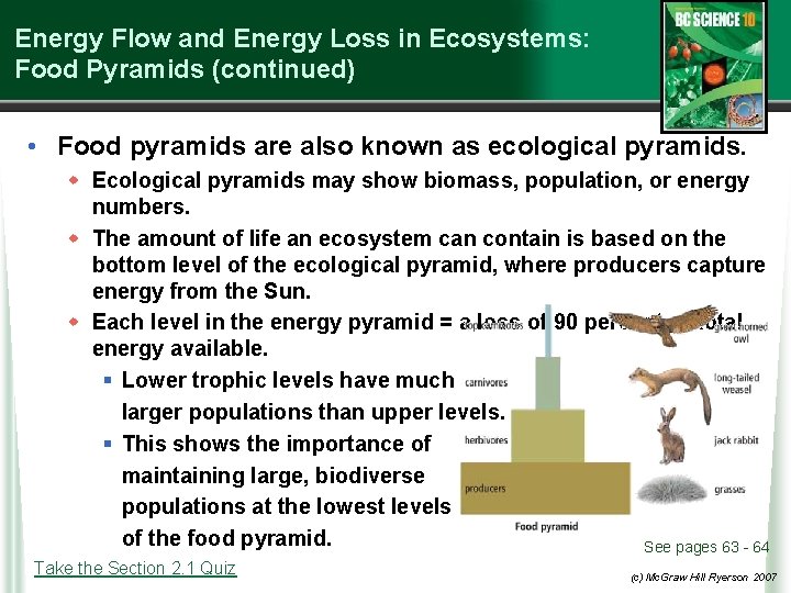 Energy Flow and Energy Loss in Ecosystems: Food Pyramids (continued) • Food pyramids are