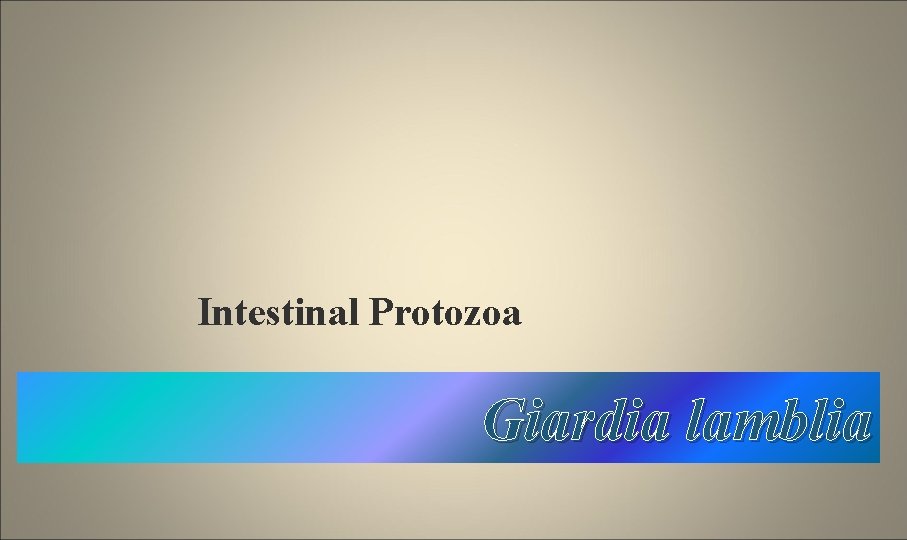 Intestinal Protozoa Giardia lamblia 
